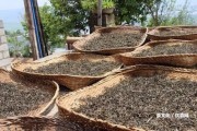 冰島普洱生茶的功效與作用及禁忌：全面熟悉冰島普洱生茶的作用、好處和禁忌事