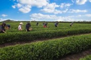 中國著名藝術家艾未未茶藝展在東京舉行，福鼎大白茶