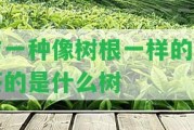 有一種像樹根一樣的泡茶的是什么樹