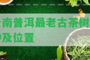 云南普洱最老古茶樹品種及位置