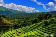 貓耳朵普洱茶多少錢一斤？熟悉貓耳朵古樹茶和普洱茶葉價格，以及貓耳朵普洱茶的產(chǎn)地山頭。