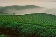 蠶沙川芎茶祛風(fēng)燥濕，口唇茶