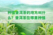 種植普洱茶的地方叫什么？普洱茶在哪里種植？