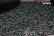 普洱茶區(qū)的茶特點(diǎn)及山區(qū)品種分析