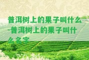 普洱樹上的果子叫什么-普洱樹上的果子叫什么名字