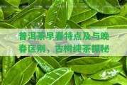 普洱茶早春特點及與晚春區(qū)別，古樹純茶探秘