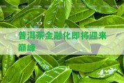 普洱茶金融化即將迎來巔峰