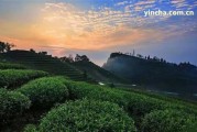 \"紫云號普洱茶怎么樣？價位、圓茶、沱茶、2007年生茶價格全解析\"