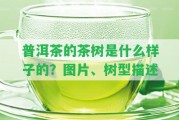 普洱茶的茶樹(shù)是什么樣子的？圖片、樹(shù)型描述