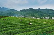 西川茶園，丁香葉茶的功效與作用及禁忌