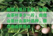 南儒山是什么茶，南糯山茶葉多少一斤，南儒山是什么茶葉品種，儒岙南山村景點