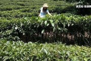 布朗普洱茶價格及價格表圖 - 包含357克熟茶價格