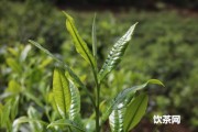 鶩源茶葉品牌