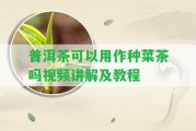 普洱茶可以用作種菜茶嗎視頻講解及教程