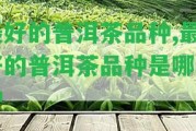 最好的普洱茶品種,最好的普洱茶品種是哪一種