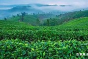 泡普洱茶的整個(gè)流程