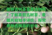 雨林古樹茶是真古樹嗎？熟悉真假古樹茶，看圖片和知乎評(píng)價(jià)，探究雨林古樹茶的好處。