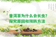 普洱茶為什么會長蟲？探究起因和預(yù)防方法