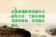 云南普洱茶現(xiàn)狀圖片介紹及大全：熟悉云南普洱茶的現(xiàn)狀，高清圖片展示。