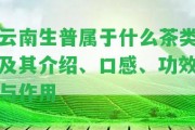 云南生普屬于什么茶類及其介紹、口感、功效與作用