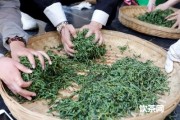 什么茶采用下投法？適合下投法的茶葉