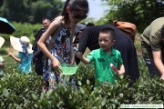 金銀花茶的特別功效，紫陽(yáng)富硒茶