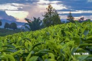 喝老班章的好處和功效：感受普洱茶的好處，提升免疫力和消化功能。