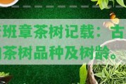 老班章茶樹記載：古老的茶樹品種及樹齡。