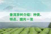 普洱茶樹介紹：種類、特點、圖片一覽