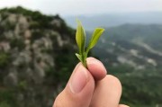 茶文化研究會分別在重慶和河南成立，湖南黑茶