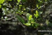 普洱投茶量黃金比例是多少合適？150ml普洱茶投茶量比例探討