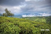 普洱茶種植基地：地址、圖片、位置及介紹