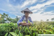 茶中有茶道 茶具也適合，安徽茶葉