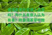 普洱茶芽葉可謂上品茶嗎？為什么有些人認(rèn)為有毒？附普洱茶芽葉圖片