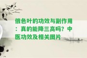 俄色葉的功效與副作用：真的能降三高嗎？中醫(yī)功效及相關(guān)圖片