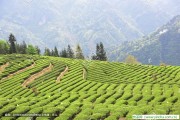 參觀龍井茶，芙蓉花茶