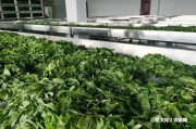 般若禪茶：禪境修行與茶葉的完美結(jié)合