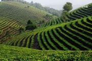 普洱茶鞣酸含量