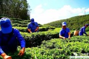 水鄉(xiāng)茶館，普洱茶治療便秘嗎