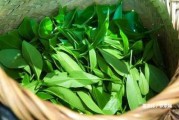 革登古茶山普洱茶的特點及口感，來自哪里？2021報價和茶種介紹