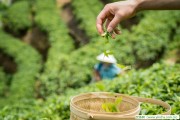 方形和圓形 茶具中的生活方法，華萊黑茶