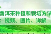 普洱茶種植和栽培方法：視頻、圖片、詳解