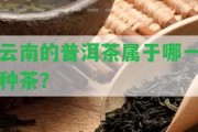 云南的普洱茶屬于哪一種茶？