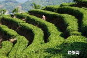 普洱茶餅松散怎么回事圖片大全及視頻，茶餅松散是不是正常？