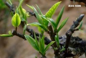 紅茶和鳳慶紅茶的區(qū)別及類型歸屬