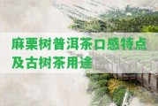 麻栗樹普洱茶口感特點及古樹茶用途