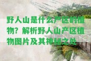 野人山是什么產區(qū)的植物？解析野人山產區(qū)植物圖片及其神秘之處