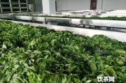 百花潭普洱茶口感怎么樣好喝？屬于哪里？2019圖片分享