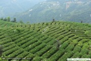 專題文學(xué)的拓展與國學(xué)的深化——也談中國茶文化文學(xué)，菊花茶的作用和功效