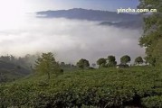 86年的老班章普洱茶價(jià)格及茶葉品質(zhì)評(píng)測